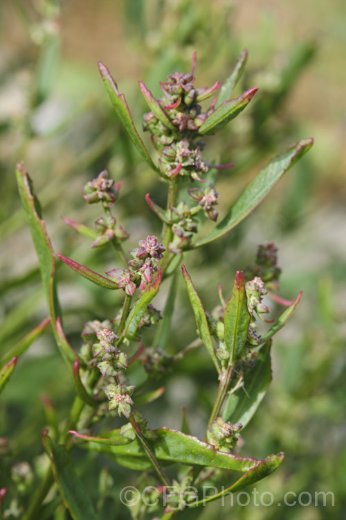 Australian Orache (<i>Atriplex australasica</i>), a scrambling perennial native to southeastern Australia, including Tasmania, and parts of New Zealand, and usually found in coastal areas. It usually behaves as a groundcover, but where possible it will grow through other plants. Sometimes considered a form of Atriplex patula, it is a larger plant in all respects, with thicker and noticeably succulent foliage, often with a strong pink tint to the stems and leaves. atriplex-3513htm'>Atriplex. Order: Caryophyllales, Family: Amaranthaceae Order: Caryophyllales</a>