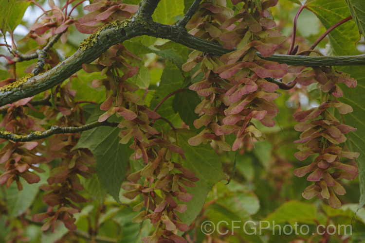 <i>Acer capillipes</i> with mature samara. This 10-13m tall deciduous tree is native to Japan. It has pale-striped, green bark and is therefore commonly known as one of the snakebark maples. The stems are red-tinted when young and the petioles are also reddish, with the whole leaf developing gold to red tones in autumn. Order: Sapindales, Family: Sapindaceae