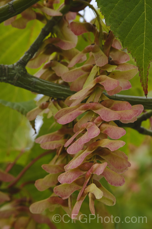 <i>Acer capillipes</i> with mature samara. This 10-13m tall deciduous tree is native to Japan. It has pale-striped, green bark and is therefore commonly known as one of the snakebark maples. The stems are red-tinted when young and the petioles are also reddish, with the whole leaf developing gold to red tones in autumn. Order: Sapindales, Family: Sapindaceae