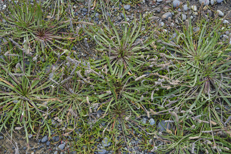 Clustered foliage rosettes of Bucks-horn Plantain (<i>Plantago coronopus</i>), a Eurasian and North African annual or short-lived perennial that most commonly occurs in coastal regions, even on salt marshes. It is readily distinguished from most other plantains by its lobed leaves and its often nodding flowerheads. The anthers are typically cream, but may be pink. Its foliage can be used as a salad vegetable. plantago-3221htm'>Plantago. <a href='plantaginaceae-plant-family-photoshtml'>Plantaginaceae</a>. Order: Lamiales</a>