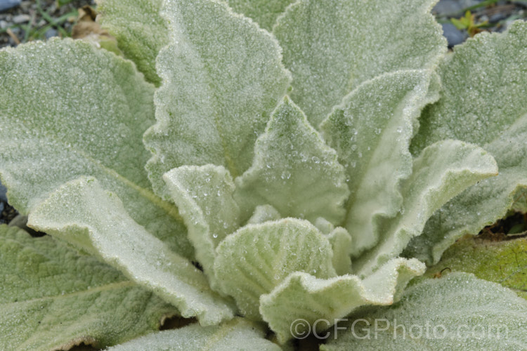 The heavily felted foliage of a first year foliage rosette of Aaron's Rod (<i>Verbascum thapsus</i>), a Eurasian biennial that in its second year develops a flower spike up to 2m tall It has become widely naturalised and is now considered an invasive weed in many areas, though as it tends to thrive only on poor ground, it is usually tolerated. verbascum-3385htm'>Verbascum. <a href='scrophulariaceae-plant-family-photoshtml'>Scrophulariaceae</a>. Order: Lamiales</a>