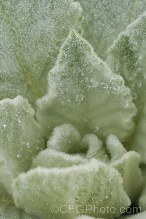 The heavily felted foliage of a first year foliage rosette of Aaron's Rod (<i>Verbascum thapsus</i>), a Eurasian biennial that in its second year develops a flower spike up to 2m tall It has become widely naturalised and is now considered an invasive weed in many areas, though as it tends to thrive only on poor ground, it is usually tolerated. verbascum-3385htm'>Verbascum. <a href='scrophulariaceae-plant-family-photoshtml'>Scrophulariaceae</a>. Order: Lamiales</a>
