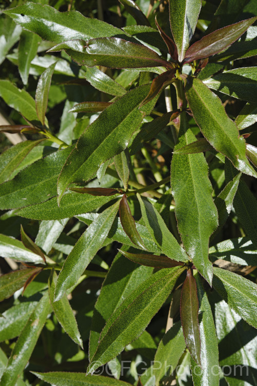 Young foliage of Ngaio (<i>Myoporum laetum</i>), an evergreen shrub or small tree native to New Zealand and found mainly in coastal regions. It grows to around 9m tall and has white spring- to summer-borne flowers followed by reddish purple fruits. myoporum-3164htm'>Myoporum. <a href='scrophulariaceae-plant-family-photoshtml'>Scrophulariaceae</a>. Order: Lamiales</a>