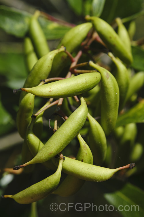 The near-mature fruit of Holly-leafed. Lomatia (<i>Lomatia ilicifolia</i>), a large evergreen shrub of the protea family native to New South Wales, Australia. lomatia-2514htm'>Lomatia. Order: Proteales</a>