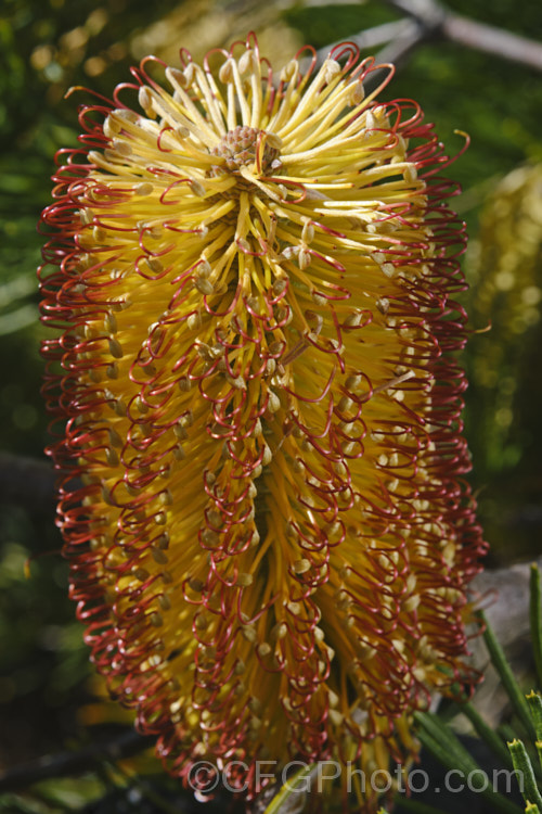 Banksia spinulosa 'Bush Candles', one of several compact, shrubby cultivars of Banksia spinulosa var. collina, which is normally a large evergreen shrub native of New South Wales and Queensland, Australia and found as far north as Cairns Bush Candles' has compact but showy flowerheads that open from late autumn and which are often abundant. Order: Proteales, Family: Proteaceae Order: Proteales</a>