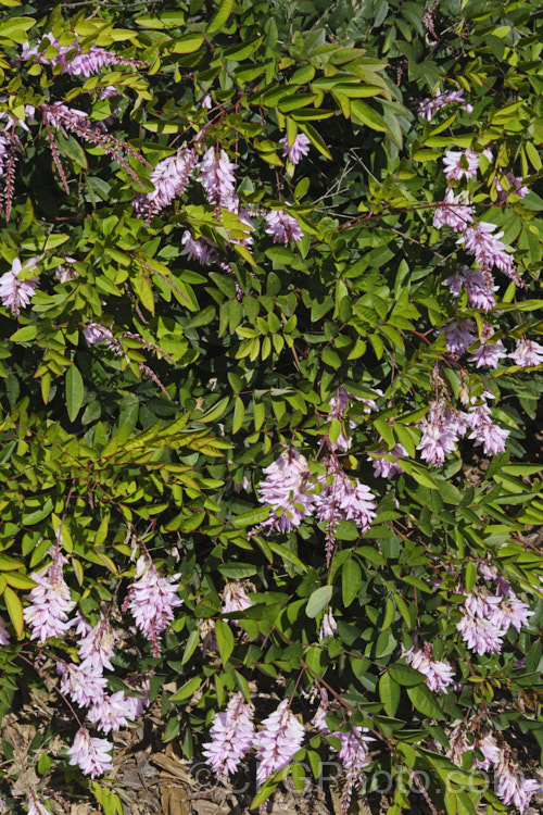 Indigofera decora, a long-flowering, low-growing shrub native to Japan and central China. It grows to around 80cm tall, is evergreen in mild climates, deciduous elsewhere and can reshoot from the rootstock if frosted to the ground. indigofera-2452htm'>Indigofera. Order: Fabales</a>