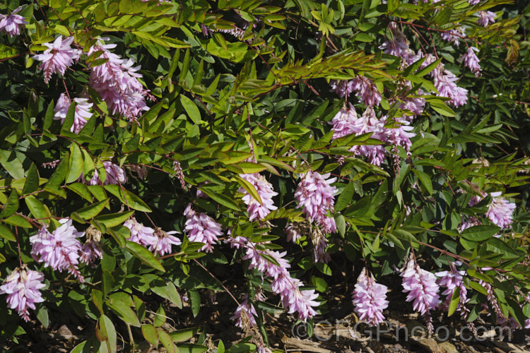 Indigofera decora, a long-flowering, low-growing shrub native to Japan and central China. It grows to around 80cm tall, is evergreen in mild climates, deciduous elsewhere and can reshoot from the rootstock if frosted to the ground. indigofera-2452htm'>Indigofera. Order: Fabales</a>