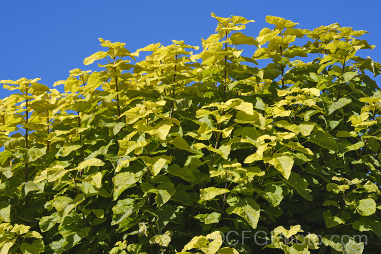 Golden Leaf Indian. Bean or Eastern Catalpa (<i>Catalpa bignonioides 'Aurea' [syn. Catalpa bignonioides forma aurea]) in autumn when the foliage colour is most intense. This is yellow-leafed cultivar of a summer-flowering 15m tall deciduous tree native to the eastern United States. Indian. Bean is widely regarded as being among the most spectacular of the large, hardy, deciduous flowering trees. Long, bean-like seedpods follow the flowers. catalpa-2420htm'>Catalpa. <a href='bignoniaceae-plant-family-photoshtml'>Bignoniaceae</a>. Order: Lamiales</a>