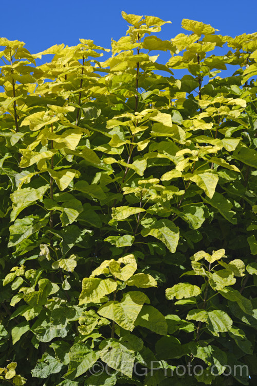 Golden Leaf Indian. Bean or Eastern Catalpa (<i>Catalpa bignonioides 'Aurea' [syn. Catalpa bignonioides forma aurea]) in autumn when the foliage colour is most intense. This is yellow-leafed cultivar of a summer-flowering 15m tall deciduous tree native to the eastern United States. Indian. Bean is widely regarded as being among the most spectacular of the large, hardy, deciduous flowering trees. Long, bean-like seedpods follow the flowers. catalpa-2420htm'>Catalpa. <a href='bignoniaceae-plant-family-photoshtml'>Bignoniaceae</a>. Order: Lamiales</a>