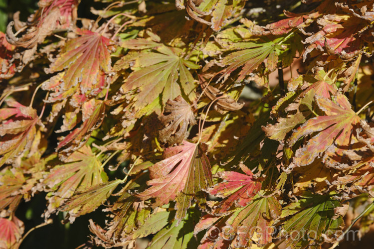 The last of the autumn foliage colour of a Japanese Maple (<i>Acer palmatum</i>). This widely cultivated 8m tall deciduous tree from Japan and Korea occurs in a multitude of cultivated forms, many of which develop spectacular autumn colour. Order: Sapindales, Family: Sapindaceae