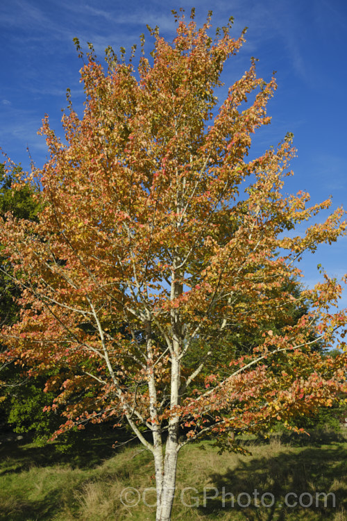 <i>Acer capillipes</i>, a 10-13m tall deciduous tree native to Japan. It has pale-striped, green bark and is therefore commonly known as one of the snakebark maples. The stems are red-tinted when young and the petioles are also reddish, with the whole leaf developing gold to red tones in autumn. Order: Sapindales, Family: Sapindaceae