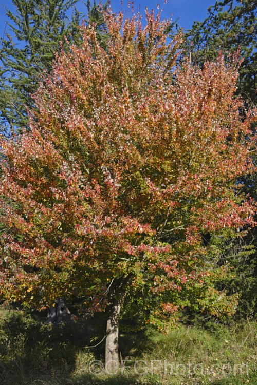 Red Maple, Scarlet Maple or Swamp Maple (<i>Acer rubrum</i>), a deciduous tree native to eastern and central North America. It can grow to 40m tall and its 5-7-lobed leaves are up to 10cm wide. Order Sapindales, Family: Sapindaceae