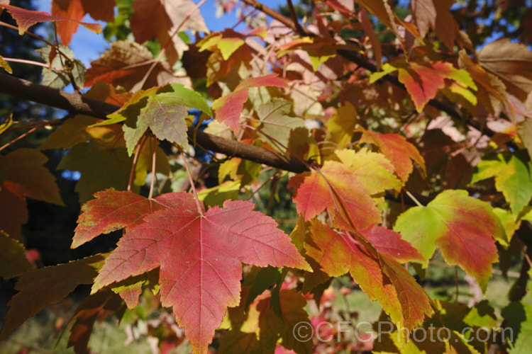 Red Maple, Scarlet Maple or Swamp Maple (<i>Acer rubrum</i>), a deciduous tree native to eastern and central North America. It can grow to 40m tall and its 5-7-lobed leaves are up to 10cm wide. Order Sapindales, Family: Sapindaceae