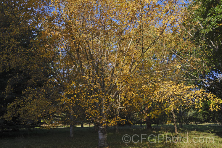 Silver Birch (<i>Betula pendula</i>), an extremely hardy Eurasian deciduous tree widely cultivated for its silver-grey bark. As shown here, its foliage often colours well in autumn. betula-2077htm'>Betula. <a href='betulaceae-plant-family-photoshtml'>Betulaceae</a>. Order: Fagales</a>