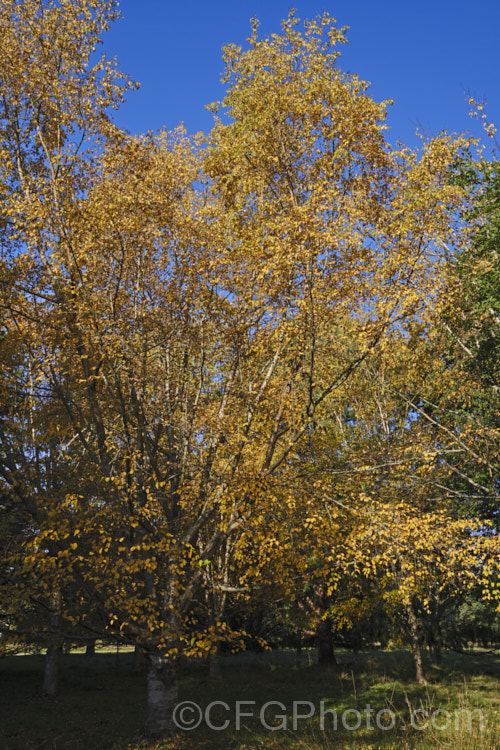 Silver Birch (<i>Betula pendula</i>), an extremely hardy Eurasian deciduous tree widely cultivated for its silver-grey bark. As shown here, its foliage often colours well in autumn. betula-2077htm'>Betula. <a href='betulaceae-plant-family-photoshtml'>Betulaceae</a>. Order: Fagales</a>