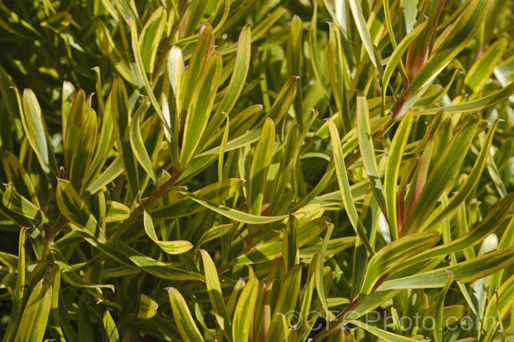 Leucadendron 'Pot of Gold', a yellow variegated cultivar that often has red stems and foliage tints. It grows to 15m and wide, and produces its cream flower bracts in spring, but is worth growing for its nonflowering foliage alone. leucadendron-2138htm'>Leucadendron. Order: Proteales</a>