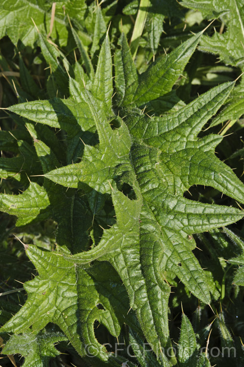 Detail of the overwintering foliage rosette of the Scotch Thistle, Common Thistle or Bear. Thistle (<i>Cirsium vulgare</i>), a biennial or short-lived perennial, summer-flowering thistle that can grow to 1.5m tall. In addition to spreading by seed it has a vigorous root system. Originally native to Europe, western Asia and North Africa, it has become a common weed in many areas. It is the national flower of Scotland. Order: Asterales, Family: Asteraceae