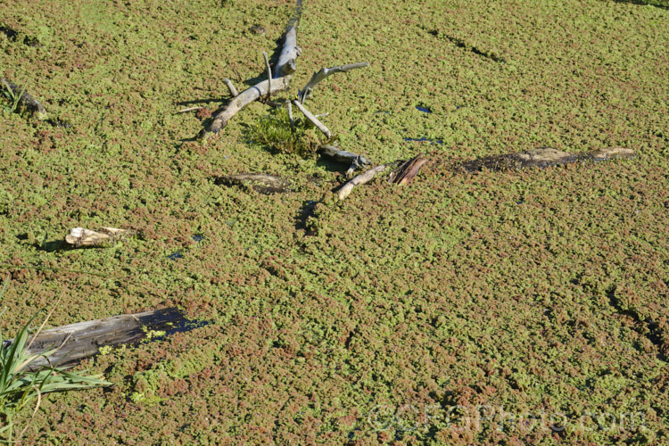 A dense carpet of Water. Fern or Fairy Moss (<i>Azolla rubra</i>) in mid-autumn. One of several species of very similar floating ferns that spread quickly in still water, continuing to produce new plants by division, so that after a while the carpet they creates starts to rumple. The foliage is a light mid-green but quickly reddens in the sun. azolla-2392htm'>Azolla. <a href='salviniaceae-plant-family-photoshtml'>Salviniaceae</a>