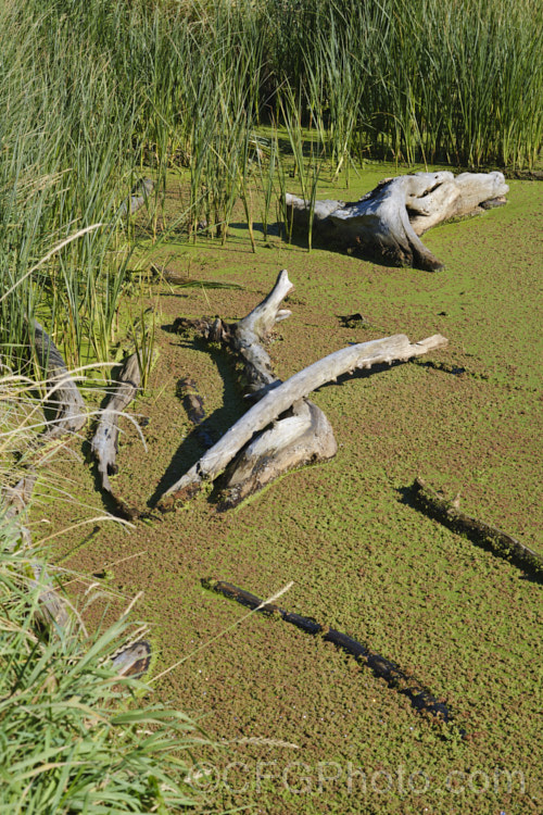 A dense carpet of Water. Fern or Fairy Moss (<i>Azolla rubra</i>) in mid-autumn. One of several species of very similar floating ferns that spread quickly in still water, continuing to produce new plants by division, so that after a while the carpet they creates starts to rumple. The foliage is a light mid-green but quickly reddens in the sun. azolla-2392htm'>Azolla. <a href='salviniaceae-plant-family-photoshtml'>Salviniaceae</a>