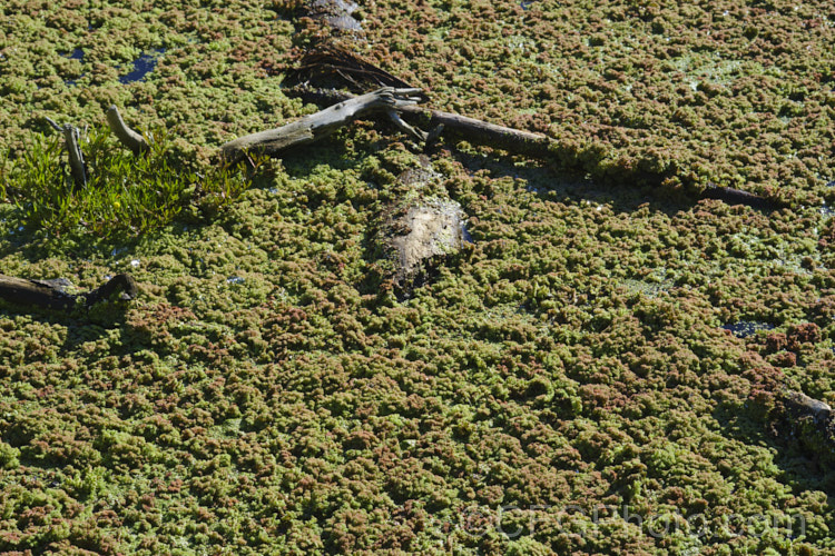 A dense carpet of Water. Fern or Fairy Moss (<i>Azolla rubra</i>) in mid-autumn. One of several species of very similar floating ferns that spread quickly in still water, continuing to produce new plants by division, so that after a while the carpet they creates starts to rumple. The foliage is a light mid-green but quickly reddens in the sun. azolla-2392htm'>Azolla. <a href='salviniaceae-plant-family-photoshtml'>Salviniaceae</a>