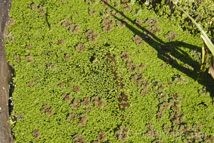 Duckweed (<i>Lemna disperma</i>), a floating annual or short-lived perennial aquatic plant that often forms a carpet on still water. It produces minute flowers in summer. Common in the Southern Hemisphere and similar to the common. Northern Hemisphere species, Lemna minor. A few pieces of another surface spreader, Azolla rubra, can also be seen in this image