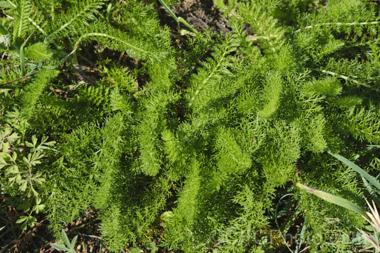 Overwintering foliage of Common Yarrow (<i>Achillea millefolium</i>), a vigorous, summer-flowering, Eurasian perennial that has naturalised in many parts of the world. Although often considered a weed in its wild form, it has given rise to many garden cultivars and hybrids. Yarrow also has many traditional herbal uses. Order: Asterales, Family: Asteraceae