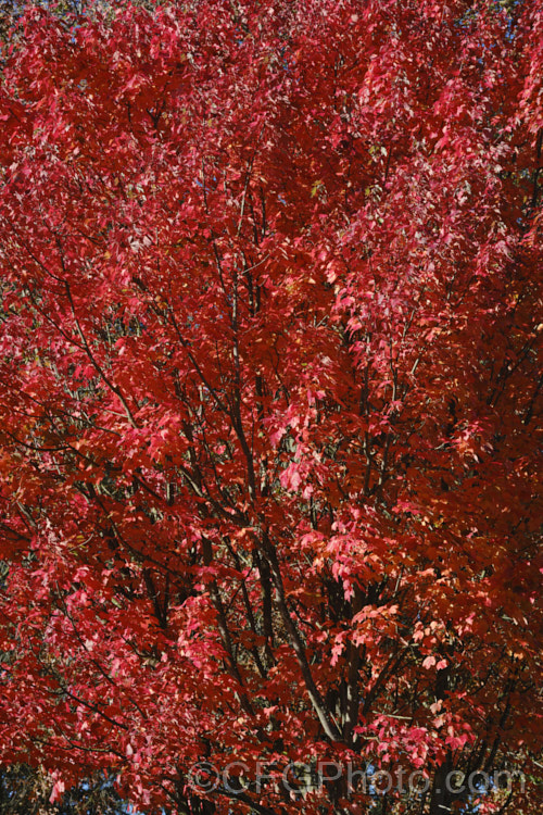 The autumn foliage of the Red Maple, Scarlet Maple or Swamp Maple (<i>Acer rubrum</i>), a deciduous tree native to eastern and central North America. It can grow to 40m tall and its 5-7-lobed leaves are up to 10cm wide. Order Sapindales, Family: Sapindaceae