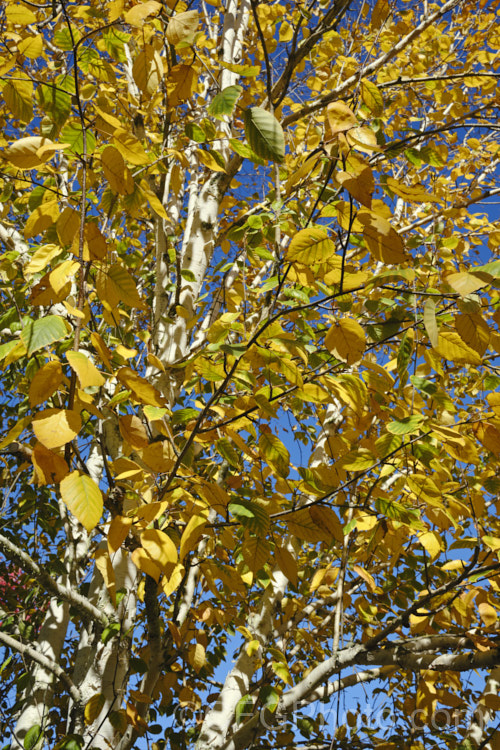 Paper. Birch, White Birch or Canoe. Birch (<i>Betula papyrifera</i>) in autumn. This very hardy, 30m tall deciduous tree is native to northern North America and southern Greenland. Paper. Birch is similar to the Eurasian. Betula pendula but with a more upright, less weeping habit. betula-2077htm'>Betula. <a href='betulaceae-plant-family-photoshtml'>Betulaceae</a>. Order: Fagales</a>