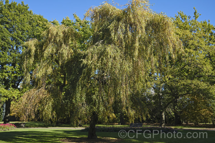 Young's Weeping Birch (<i>Betula pendula 'Youngii'), a compact, strongly weeping cultivar of the Silver Birch (<i>Betula pendula</i>), an extremely hardy Eurasian tree widely cultivated for its silver-grey bark 'Youngii' has a dome-shaped habit with branches weeping to the ground. betula-2077htm'>Betula. <a href='betulaceae-plant-family-photoshtml'>Betulaceae</a>. Order: Fagales</a>