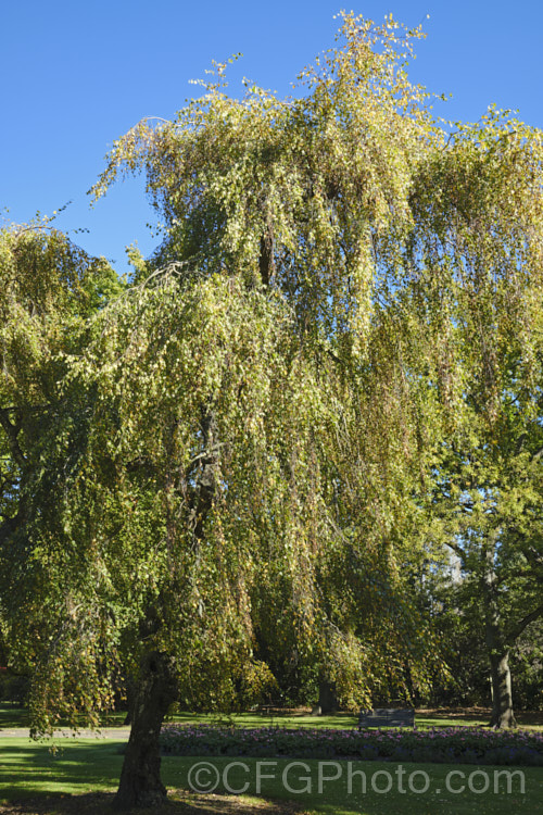 Young's Weeping Birch (<i>Betula pendula 'Youngii'), a compact, strongly weeping cultivar of the Silver Birch (<i>Betula pendula</i>), an extremely hardy Eurasian tree widely cultivated for its silver-grey bark 'Youngii' has a dome-shaped habit with branches weeping to the ground. betula-2077htm'>Betula. <a href='betulaceae-plant-family-photoshtml'>Betulaceae</a>. Order: Fagales</a>