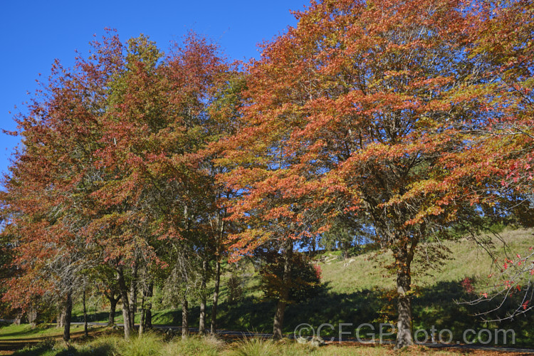 Pin Oak (<i>Quercus palustris</i>), a 20-35m tall deciduous tree native to northeast. North America. This species has a columnar habit and often colours well in autumn, turning deep red. It can be distinguished from the similar. Scarlet Oak (<i>Quercus coccinea</i>), by its small acorns, minute tufts of hairs in the forks of the veins on the undersides of its leaves and usually narrower, asymmetrical basal foliage lobes. Order: Fagales, Family: Fagaceae Order: Fagales</a>