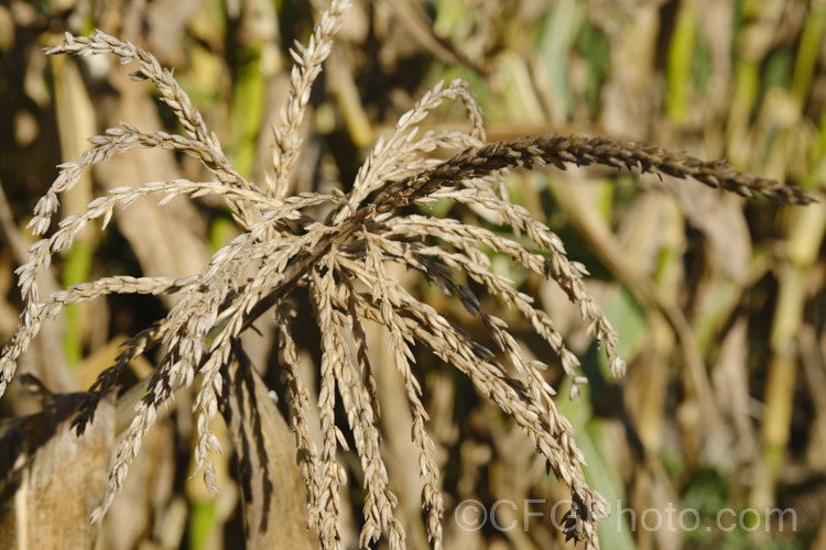 Dried male flowerhead of Sweet Corn, Maize or Corn (<i>Zea mays</i>) at the end of autumn. This robust annual grass from Central America is grown for its edible seed heads (cobs</i>). There are many cultivars. Order: Poales, Family: Poaceae