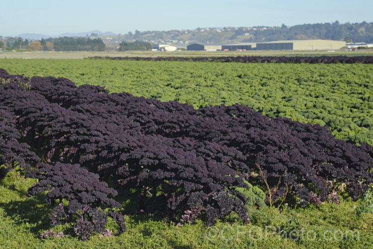 Curly Kale or Cavolo Nero (<i>Brassica oleracea - Acephala Group</i>), a fancy form of garden kale that is grown for densely curled edible foliage. Most. European cultures feature nationally well-known kale dishes, though in many parts of the world kale is perhaps more commonly grown as winter stock feed. Order: Brassicales, Family: Brassicaceae