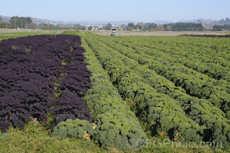 Curly Kale or Cavolo Nero (<i>Brassica oleracea - Acephala Group</i>), a fancy form of garden kale that is grown for densely curled edible foliage. Most. European cultures feature nationally well-known kale dishes, though in many parts of the world kale is perhaps more commonly grown as winter stock feed. Order: Brassicales, Family: Brassicaceae