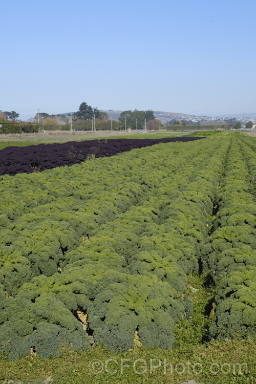 Curly Kale or Cavolo Nero (<i>Brassica oleracea - Acephala Group</i>), a fancy form of garden kale that is grown for densely curled edible foliage. Most. European cultures feature nationally well-known kale dishes, though in many parts of the world kale is perhaps more commonly grown as winter stock feed. Order: Brassicales, Family: Brassicaceae