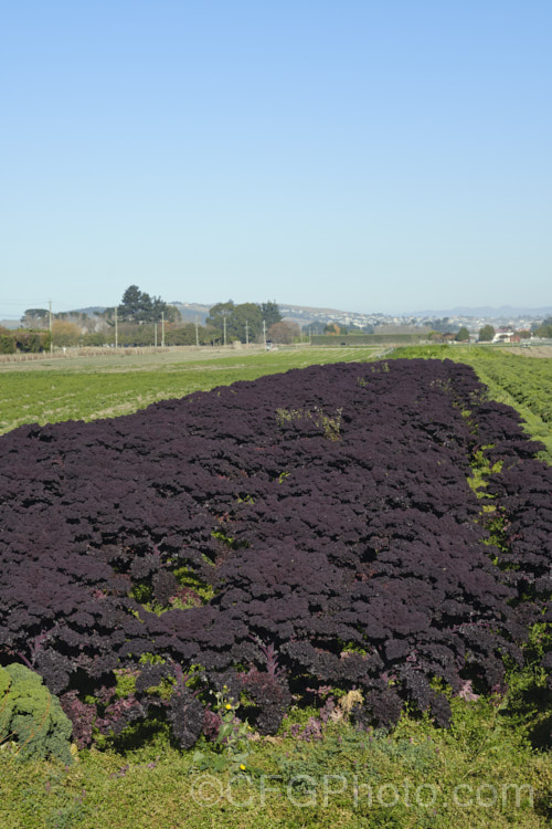 Curly Kale or Cavolo Nero (<i>Brassica oleracea - Acephala Group</i>), a fancy form of garden kale that is grown for densely curled edible foliage. Most. European cultures feature nationally well-known kale dishes, though in many parts of the world kale is perhaps more commonly grown as winter stock feed. Order: Brassicales, Family: Brassicaceae