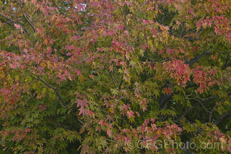 Japanese Maple (<i>Acer palmatum</i>) in autumn, a widely cultivated 8m tall deciduous tree from Japan and Korea. There are many cultivated forms. Order Sapindales, Family: Sapindaceae