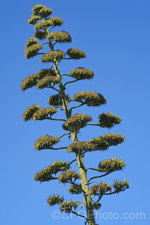 Seedpods developing on the a flower stem of a Century Plant (<i>Agave americana</i>), a large monocarpic succulent native to eastern Mexico. The thick fleshy leaves are edged with fierce teeth and the flower spike can grow to over 6m tall Although given the name. Century Plant because it was thought to flower once in a hundred years, the rosettes actually take around 8-15 years to mature to flowering size, after which they die, to be replaced by suckers. Order: Asparagales, Family: Asparagaceae Order: Asparagales</a>