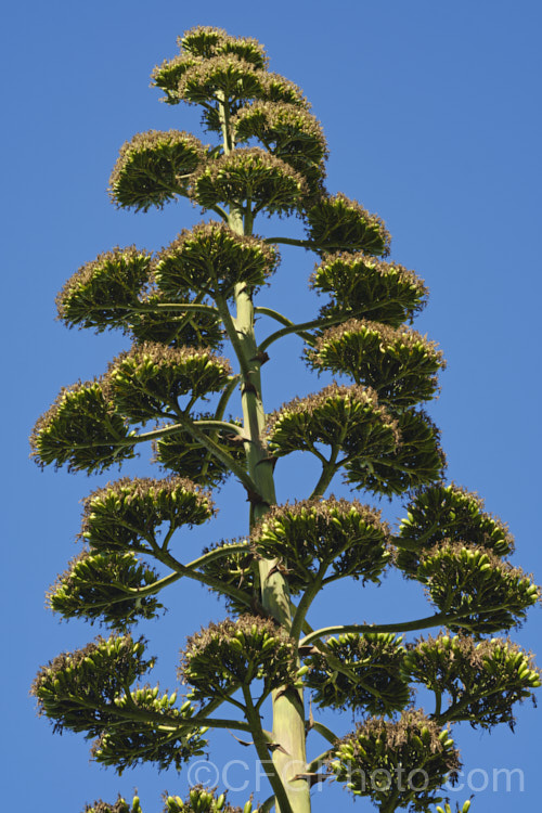 Seedpods developing on the a flower stem of a Century Plant (<i>Agave americana</i>), a large monocarpic succulent native to eastern Mexico. The thick fleshy leaves are edged with fierce teeth and the flower spike can grow to over 6m tall Although given the name. Century Plant because it was thought to flower once in a hundred years, the rosettes actually take around 8-15 years to mature to flowering size, after which they die, to be replaced by suckers. Order: Asparagales, Family: Asparagaceae Order: Asparagales</a>