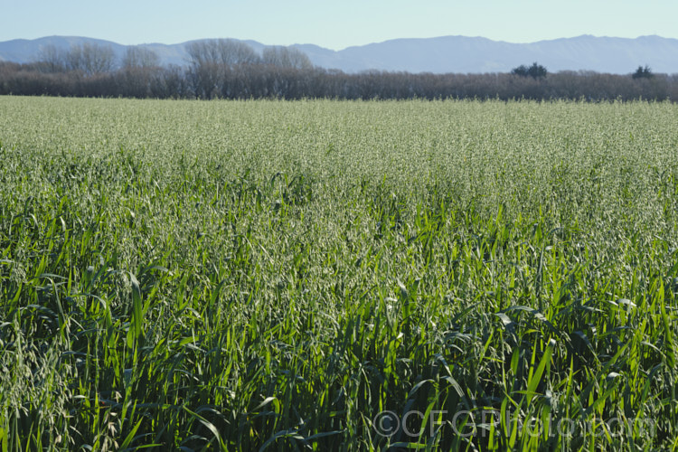 A late crop of oats (<i>Avena sativa</i>), probably being grown as a cover crop rather than for harvesting for the grain. This Eurasian grass that is one of the major grain crops. Although a staple food in the Middle. Ages, for many centuries, oats became primarily used as a fodder crop, but with the rise in the consumption of breakfast cereal and mixed grain breads, oats are once again widely used. avena-2197htm'>Avena. . Order: Poales</a>