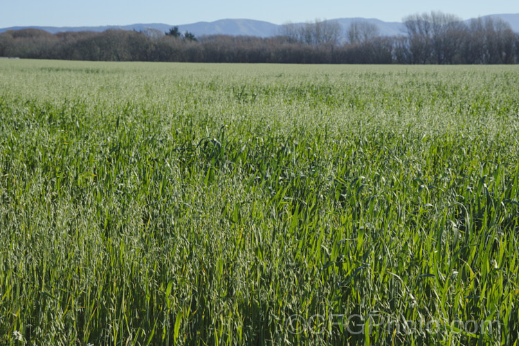 A late crop of oats (<i>Avena sativa</i>), probably being grown as a cover crop rather than for harvesting for the grain. This Eurasian grass that is one of the major grain crops. Although a staple food in the Middle. Ages, for many centuries, oats became primarily used as a fodder crop, but with the rise in the consumption of breakfast cereal and mixed grain breads, oats are once again widely used. avena-2197htm'>Avena. . Order: Poales</a>