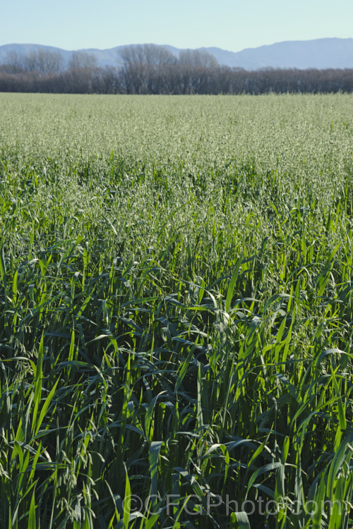 A late crop of oats (<i>Avena sativa</i>), probably being grown as a cover crop rather than for harvesting for the grain. This Eurasian grass that is one of the major grain crops. Although a staple food in the Middle. Ages, for many centuries, oats became primarily used as a fodder crop, but with the rise in the consumption of breakfast cereal and mixed grain breads, oats are once again widely used. avena-2197htm'>Avena. . Order: Poales</a>