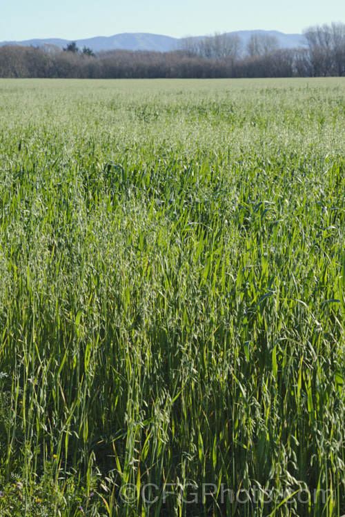 A late crop of oats (<i>Avena sativa</i>), probably being grown as a cover crop rather than for harvesting for the grain. This Eurasian grass that is one of the major grain crops. Although a staple food in the Middle. Ages, for many centuries, oats became primarily used as a fodder crop, but with the rise in the consumption of breakfast cereal and mixed grain breads, oats are once again widely used. avena-2197htm'>Avena. . Order: Poales</a>