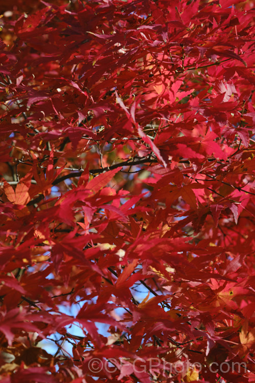 The autumn foliage of a Japanese Maple (<i>Acer palmatum</i>) cultivar. This widely cultivated 8m tall deciduous tree occurs naturally in Japan and Korea. There are many cultivated forms. Order: Sapindales, Family: Sapindaceae