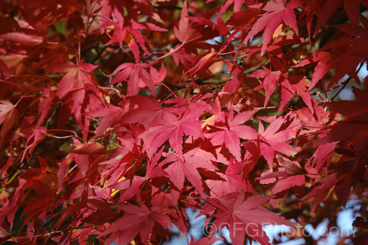 The autumn foliage of a Japanese Maple (<i>Acer palmatum</i>) cultivar. This widely cultivated 8m tall deciduous tree occurs naturally in Japan and Korea. There are many cultivated forms. Order: Sapindales, Family: Sapindaceae