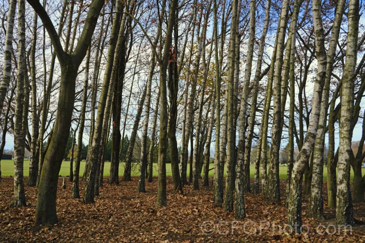 Part of a small grove of Silver Birches (<i>Betula pendula</i>), an extremely hardy Eurasian deciduous tree widely cultivated for its silver-grey bark. Its foliage often colours well in autumn. betula-2077htm'>Betula. <a href='betulaceae-plant-family-photoshtml'>Betulaceae</a>. Order: Fagales</a>