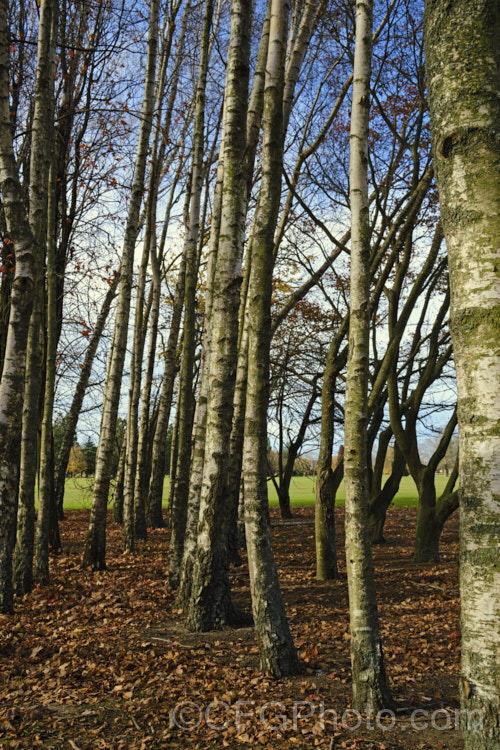 Part of a small grove of Silver Birches (<i>Betula pendula</i>), an extremely hardy Eurasian deciduous tree widely cultivated for its silver-grey bark. Its foliage often colours well in autumn. betula-2077htm'>Betula. <a href='betulaceae-plant-family-photoshtml'>Betulaceae</a>. Order: Fagales</a>