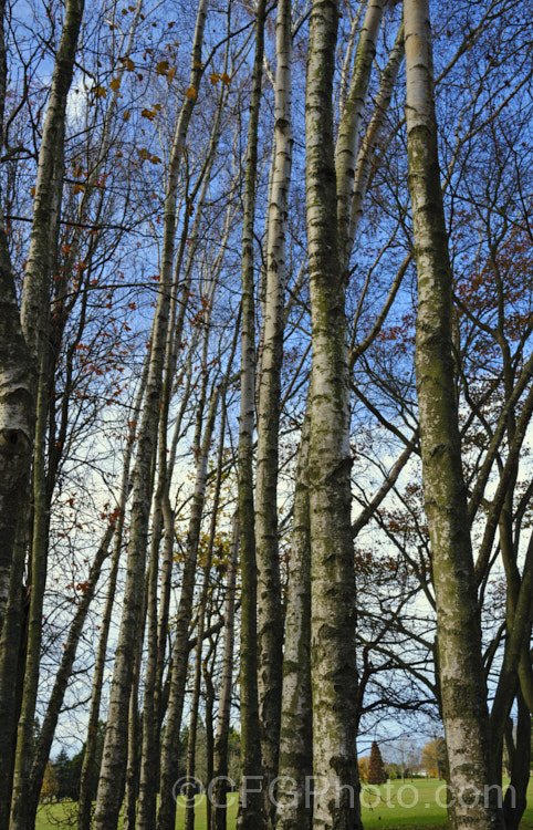 Part of a small grove of Silver Birches (<i>Betula pendula</i>), an extremely hardy Eurasian deciduous tree widely cultivated for its silver-grey bark. Its foliage often colours well in autumn. betula-2077htm'>Betula. <a href='betulaceae-plant-family-photoshtml'>Betulaceae</a>. Order: Fagales</a>