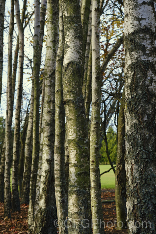 Part of a small grove of Silver Birches (<i>Betula pendula</i>), an extremely hardy Eurasian deciduous tree widely cultivated for its silver-grey bark. Its foliage often colours well in autumn. betula-2077htm'>Betula. <a href='betulaceae-plant-family-photoshtml'>Betulaceae</a>. Order: Fagales</a>