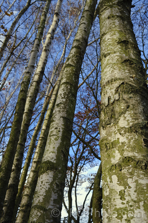 Part of a small grove of Silver Birches (<i>Betula pendula</i>), an extremely hardy Eurasian deciduous tree widely cultivated for its silver-grey bark. Its foliage often colours well in autumn. betula-2077htm'>Betula. <a href='betulaceae-plant-family-photoshtml'>Betulaceae</a>. Order: Fagales</a>